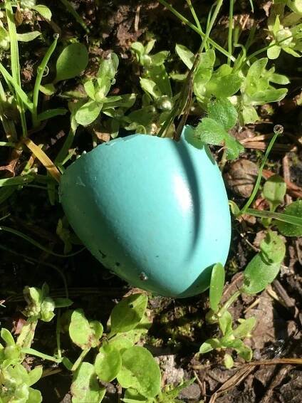 half_eggshell_web.jpg