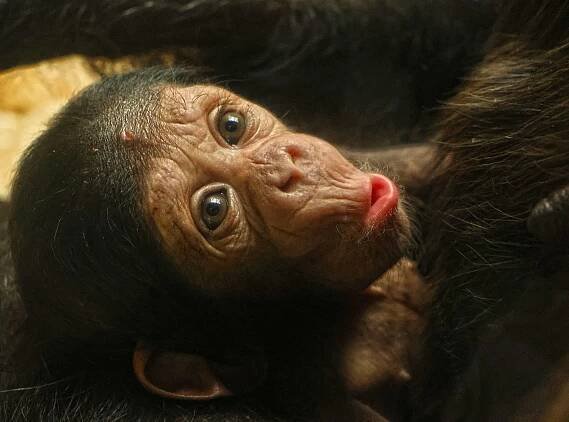 Ohroženému šimpanzátku v plzeňské zoo chybí jméno. Vybrat ho může veřejnost