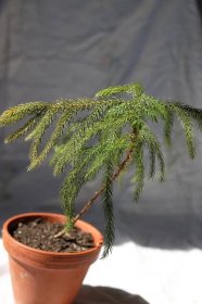 Araucaria heterophylla - blahočet ztepilý