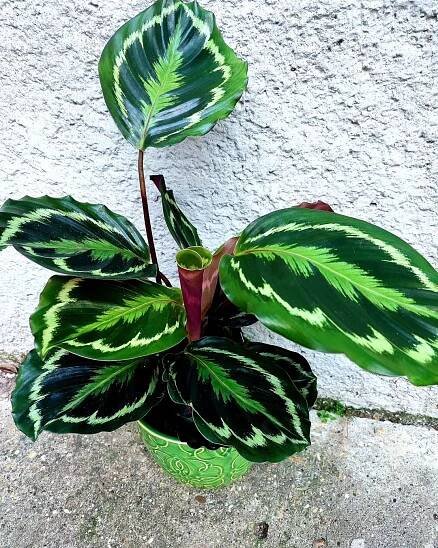 Calathea Medallion
