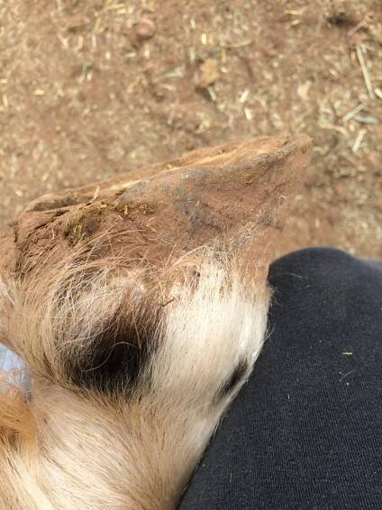 Stella's Hooves: Before Shots - Cattle Hoof Trimming in Wisconsin|Bovine Hoof Trimmers|Cow Hoof Trimming