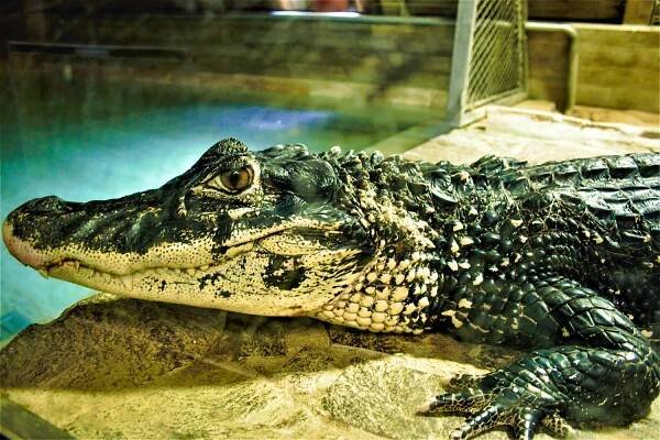 Krokodýlí zoo Protivín - Protivín, Jižní Čechy