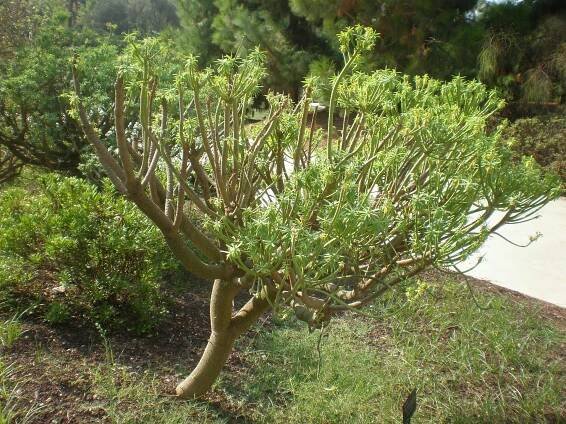 Euphorbia anachoreta