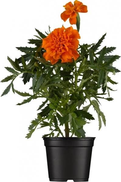 Aksamitník mix barev průměr květináče cca 9 cm Tagetes