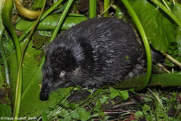 Obrázek - Desmana moschata (vychuchol povolžský) | BioLib.cz