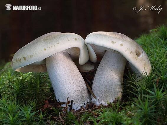 čirůvka mýdlová | Naturfoto.cz