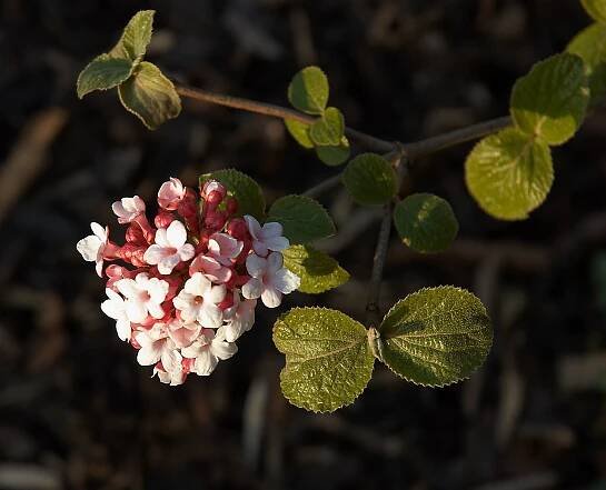 Soubor:Viburnum carlesii B.jpg