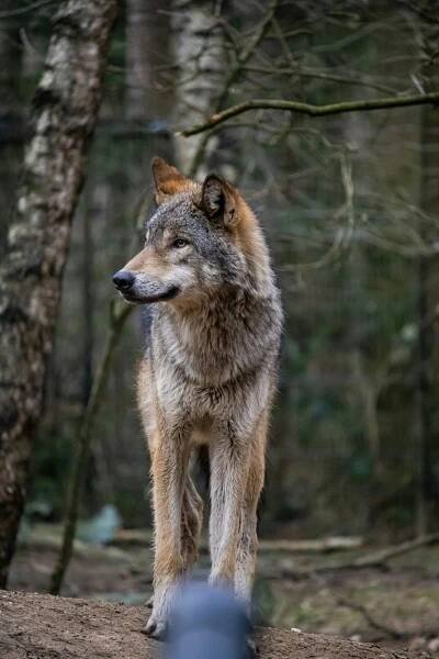 Protección de lobo ibérico en España