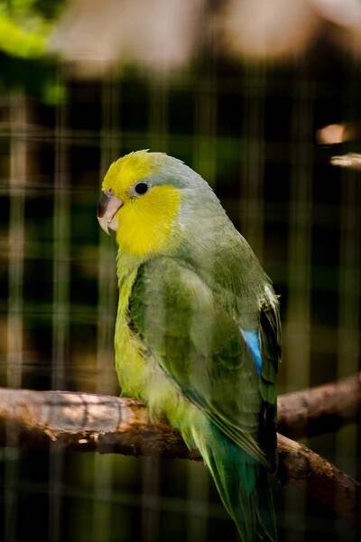 ZOO Bošovice: Papouščí ráj » evillina.com