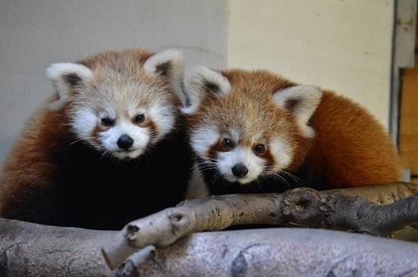 Pandí rodinka v liberecké ZOO se rozrostla o dva členy