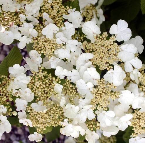 Trees, shrubs, perennials ideal for woodland gardens, extending the flowering range into summer and Autumn.