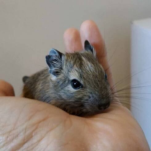 Vrhy a rezervace (prodej) Degus4You.cz