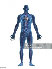 Lidské srdce a cévní systém - Bez autorských poplatků Lidské tělo Stock fotka