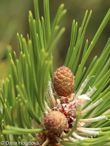 Pinus nigra – borovice černá