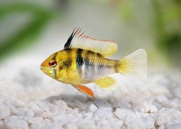 German Blue Ram