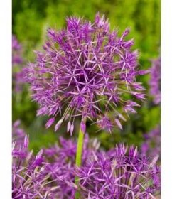 FA 09 0123 Allium Purple Rain
