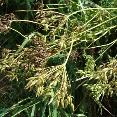 miříkovité- APIACEAE – 2. stránka – PlantaNaturalis.com