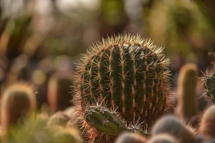 Cacti National Plant Collection