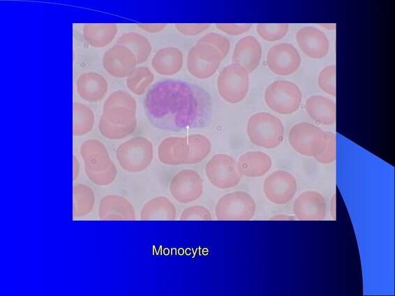PPT - Connective tissue 2 PowerPoint Presentation, free download - ID:214368