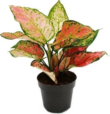 Obrázek produktu pro Aglaonema Crimson Love - Barevné vlákno - Neobvyklé odrudy - 12cm - výška cca 25-30cm