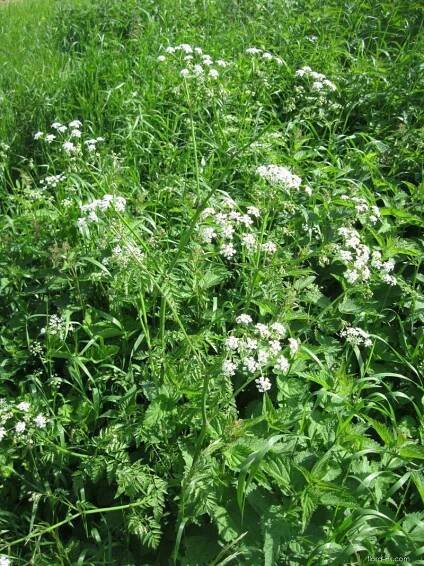 Bolehlav plamatý (Conium maculatum)