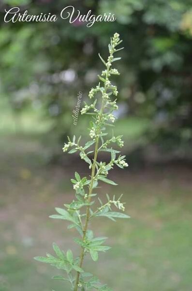 artemisia vulgaris medicinal uses