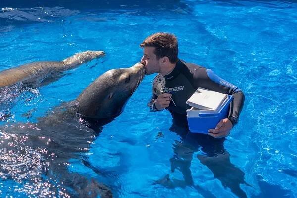 Marineland Mallorca Leones Marinos