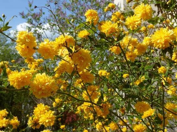 Zákula japonská PENIFLORA