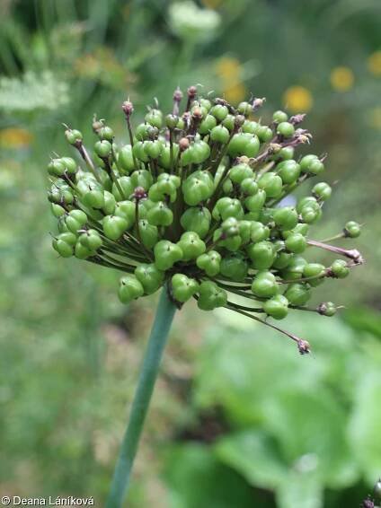 fotografie Allium atropurpureum (česnek nachový)