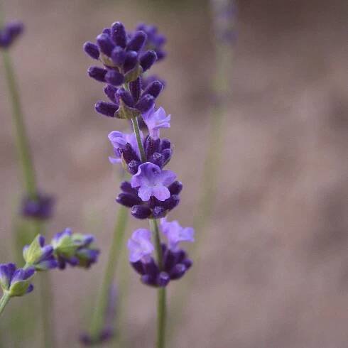 LAVANDULA ANGUSTIFOLIA ́SOPHIA ́ -R- (bio) :: Levandule v kopci