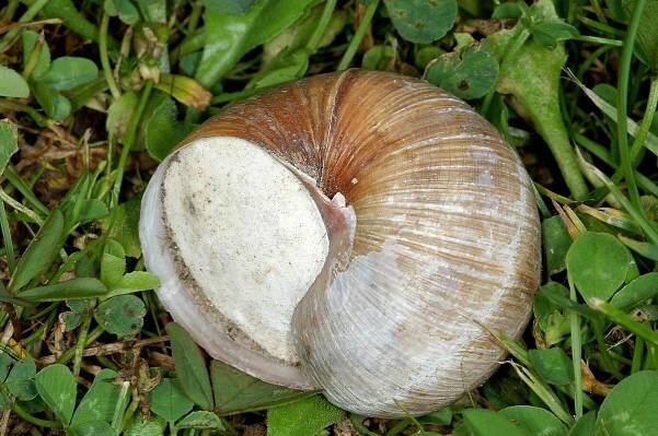 Obrázek - Helix pomatia (hlemýžď zahradní) | BioLib.cz