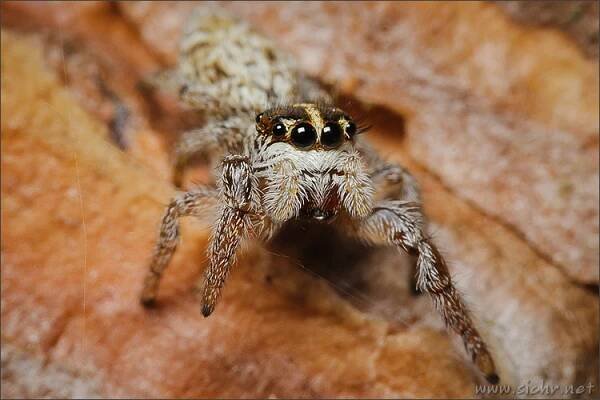 Česká arachnologická společnost - Rod: Macaroeris → Čeleď: Salticidae