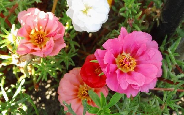 Portulaca Flower