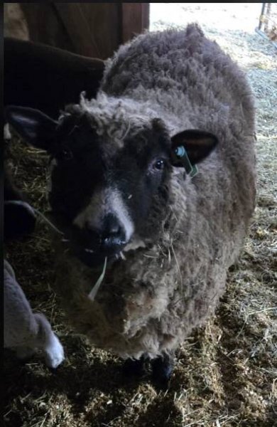 Sheep and Lambs For Sale – Pint Sized Ranch