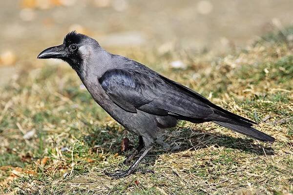 Soubor:House-Crow444.jpg – Wikipedie
