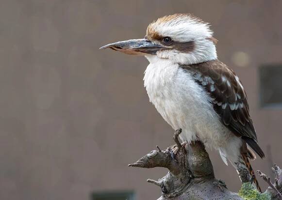 Smějící Se Kookaburra, Pták, Posezení