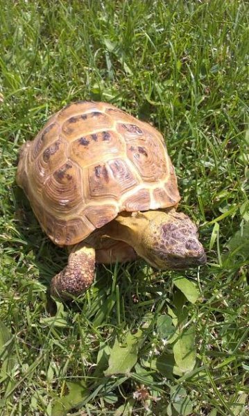 Marginata | Testudo horsfieldii – želva stepní