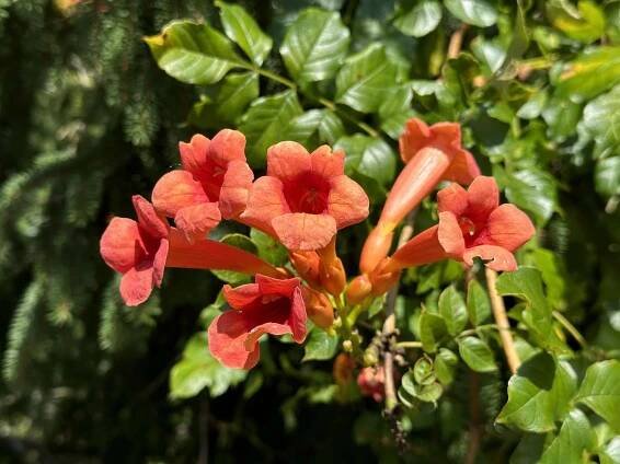 Trumpet vine