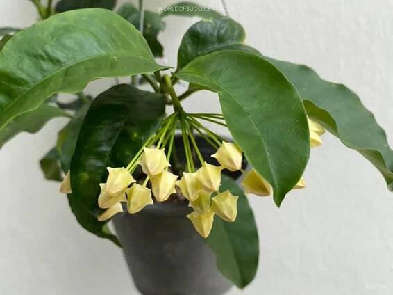 Flower buds of Hoya multiflora, commonly known as Shooting Star Hoya