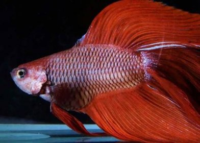 Bloated Betta Fish (Easy fixes and prevention guide) 1