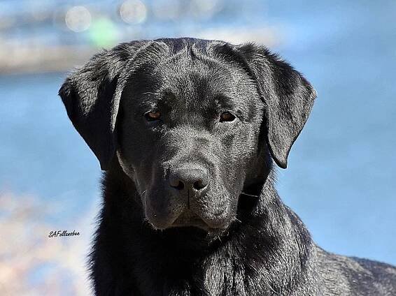 WOODLOCH'S FLYING UNDER THE RADAR (RADAR) BLACK LABRADOR