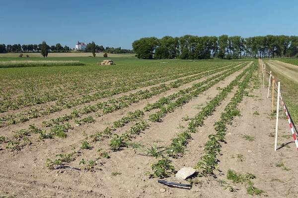 5. červen 2015 – příprava na sklizeň jahod – Farma u Miklasů
