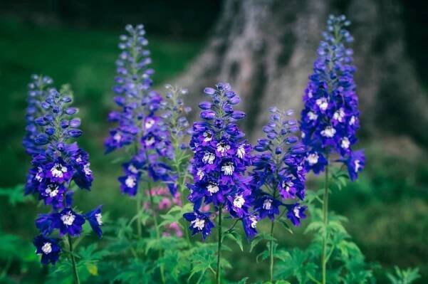 Zahradní ostřička 'Excalibur Dark Blue White Bee' (Delphinium elatum) 2.0 l Barva květů fialová