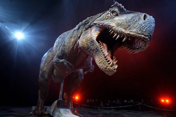 An adult Tyrannosaurs Rex robotic dinosaur