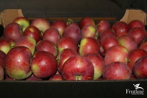 Wholesale Lobo apples from Frutline