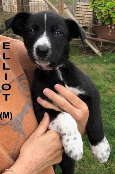 Eliot Ness(m)