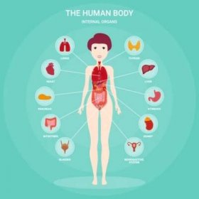 Human anatomy infographic elements with set of internal organs isolated and placed in female body. Woman reproductive organs with girl silhouette and icons around. Vector illustration
