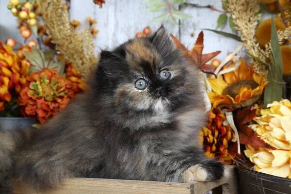 Paislee - Persian Kittens For Sale in a Rainbow of Colors ~ Call us today! 660-292-2222 ~ Doll Face Persian Kittens