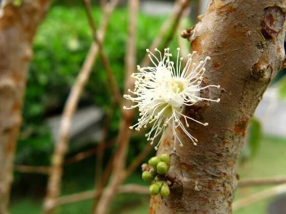 Soubor:Flor de jaboticaba (Myrciaria cauliflora) CASA de mamâ, Sao Paulo.jpg – Wikipedie
