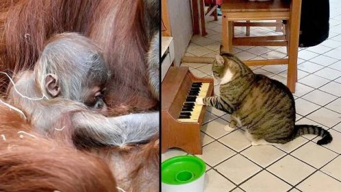 VIDEA ROKU: Kočka klavíristka, orangutaní mládě a další roztomilá zvířátka